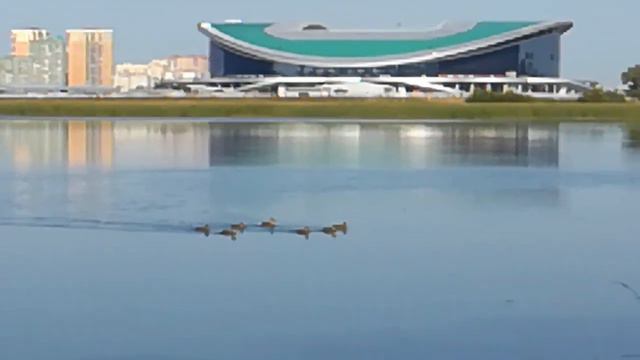 Река Казанка, напротив стадиона Казань арена. Семья уток.
