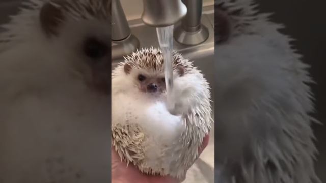 ёжика моют смотреть онлайн