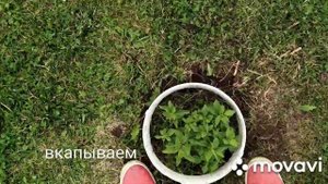 Бордюр для растений своими руками