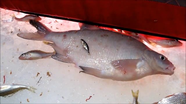 Лещ со льда на блесну смотреть онлайн