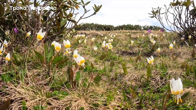 Видеогид Роза Хутор – тропа Панорама