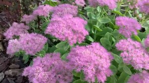 ?ОЧИТОК? (седум) видный сорт ‘Бриллиант’?.Обзор⭐️