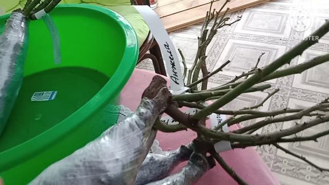 Посылка с розами. Обзор новых парковых растений. смотреть онлайн