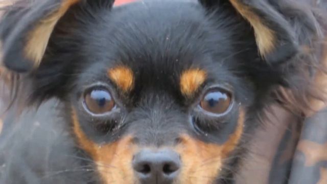 Русский той. Апортировка через барьер. смотреть онлайн