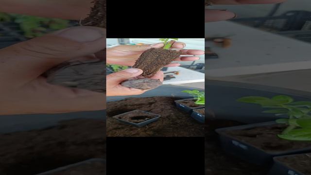 Залог успеха, хороший грунт!!! смотреть онлайн