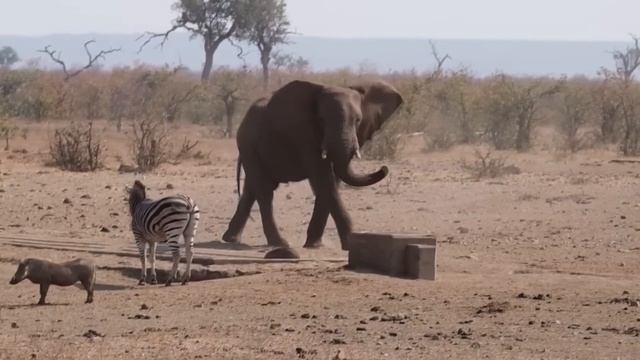 Бабуин Украл Льва / Моменты с Животными Снятые на Камеру смотреть онлайн