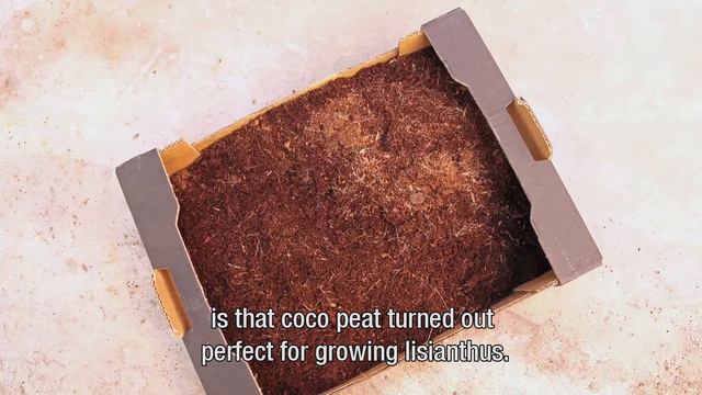 Lysiantus Improvement Centre - Can you grow cut flowers in substrates other than soil? смотреть онлайн