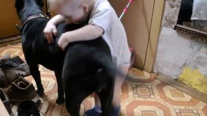 Ребенок и питбуль лучшие друзья. Вместе навеки )))