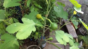 Созрел инжир в начале июня (г Самара)