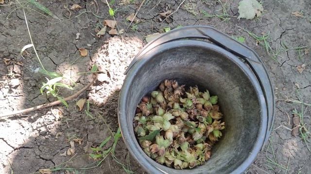 ФУНДУК.ПИРОЖОК-2022.СБОР УРОЖАЯ.1-ЧЯСТЬ смотреть онлайн