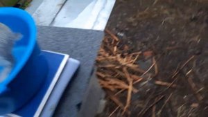 Кролики помесные, породы советская шиншилла и полтавское серебро