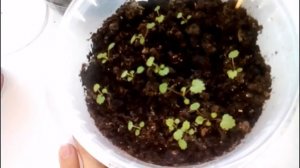 Выращивание клубники из семян
