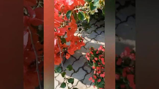 New Bougainvillea Collection 2022 смотреть онлайн