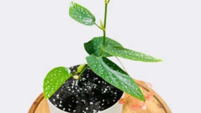 Angel Wing Begonia (Begonia Coccinea) Care Guide: Tips for Gorgeous Growth смотреть онлайн