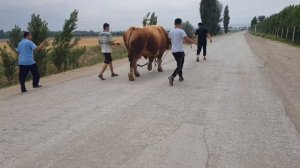 1670 кг бука РЕКОРД УЗБЕКИСТАН