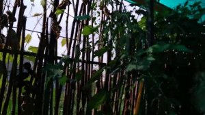 Томат ф1Спрут Сливка малиновая томатное дерево