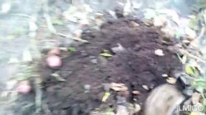 Когда садить картошку,весной или летом?