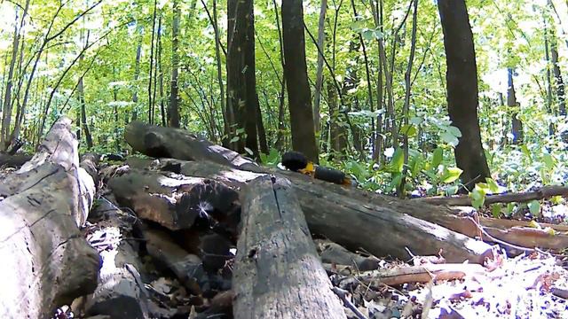 Raid in forest Part II смотреть онлайн