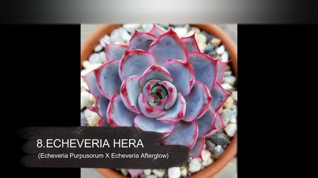 TOP 15 ECHEVERIA PURPUSORUM Y SUS HÍBRIDOS смотреть онлайн