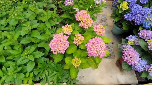 Гортензия крупнолистная. Обрезка на пышное цветение!