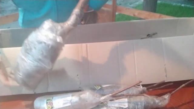 Отзыв Агромаркет (відгук) июнь 2021 ЧЕРЕВИШНЯ, КОЛОНОВИДНЫЙ ПЕРСИК , КЛУБНИКА АМПЕЛЬНАЯ смотреть онлайн