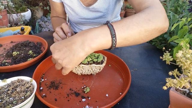 Monanthes Suculentas mini. #suculentas #monanthesanagensis #monanthespoliphylla #monanthesmuralis