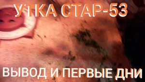 УТКА СТАР-53 ВЫВОД И ПЕРВЫЕ СУТКИ.