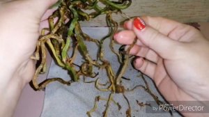 Орхидея с сухими корнями. Что делать?