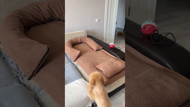 Лежанка для пуделя своими руками #пуделькапуч #dog #пудель #poodle #лежанкадлясобак смотреть онлайн