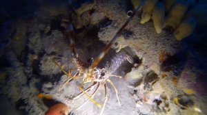 Palinuridae (Быстрый лангуст)