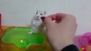 Хомяк обиделся