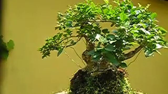 HIRTH BONSAI - Ligustrum vulgare Yamadori (Pre) Bonsai смотреть онлайн