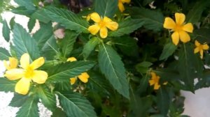 108  Blooming Yellow Catharanthus roseus/ye. ulmifolia/Cuban buttercup/Ramgoat dashlong in my garde