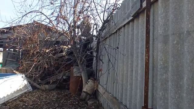 Уборка территории. Обрезка старой яблони. Новая бочка. Влог смотреть онлайн