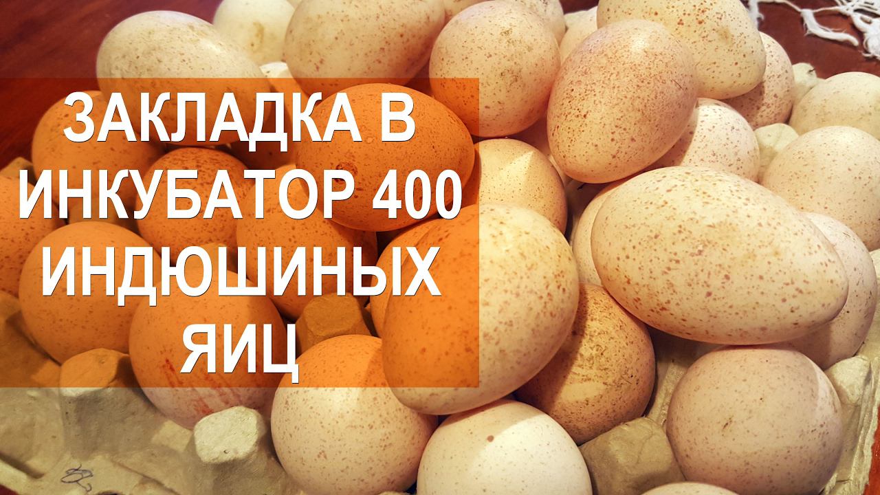 Птицевод Валентин Сохорев.  Закладка в инкубатор MultiLife 400 индюшиных яиц.
