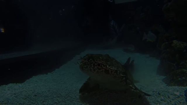 Wobbegong feeding смотреть онлайн