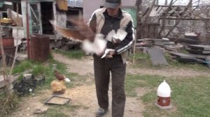 Мариупольские голуби у Рябичкина Коли