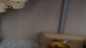 Новая витрина для дегу!