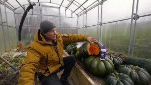 Мускатные тыквы и они впервые созрели на корню, результаты эксперимента над мускатными сортами тыкв