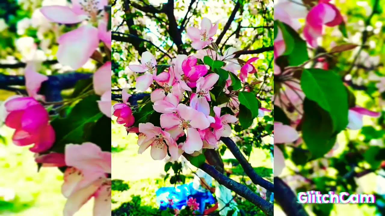 red flower and apple garden  красные цветы и яблоки. в саду яблони и яблоки.