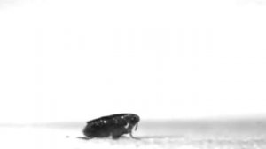 Разгадан секрет блошиных прыжков