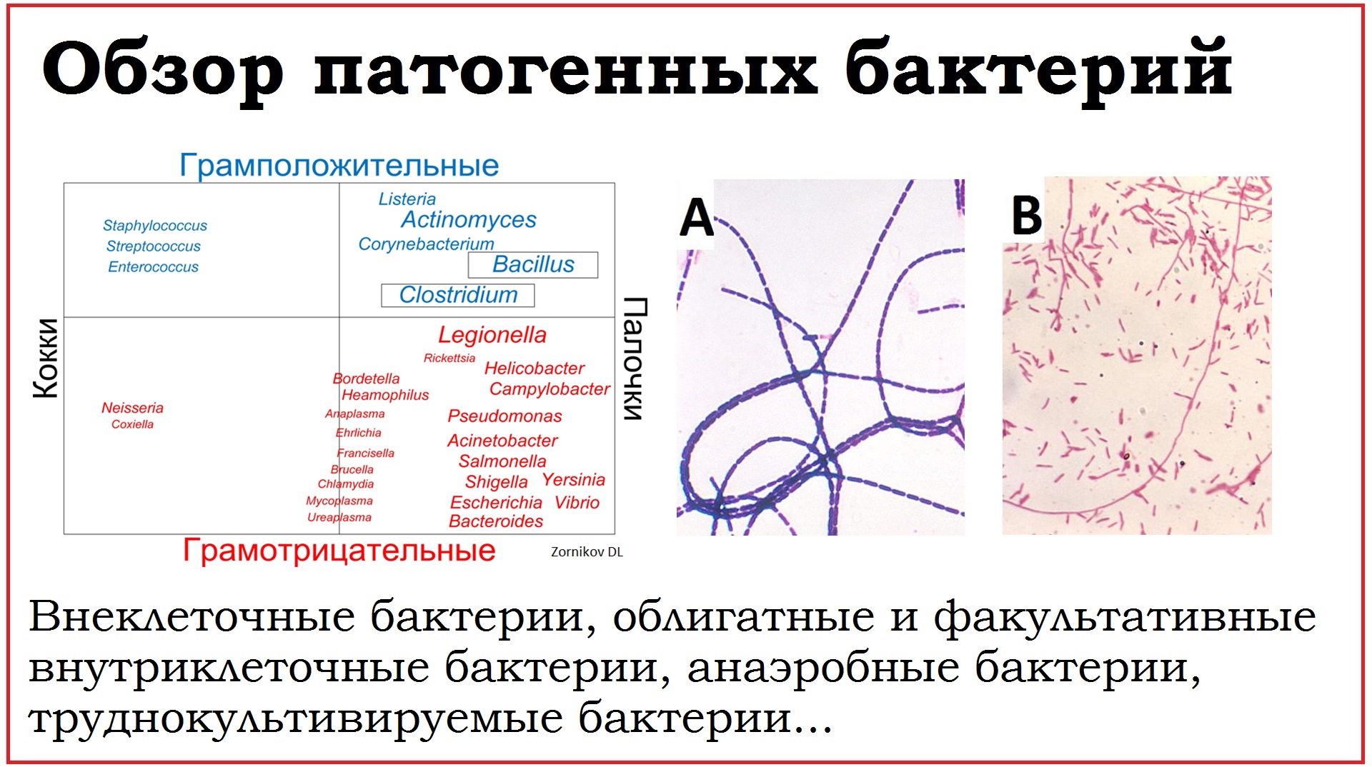 19. Обзор возбудителей бактериальных инфекций