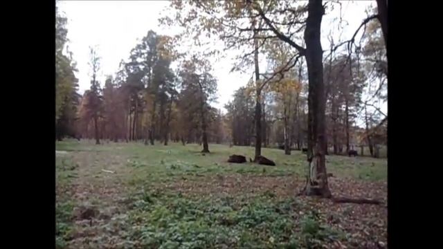 Зубры и бизоны в Приокско-Террасном заповеднике смотреть онлайн