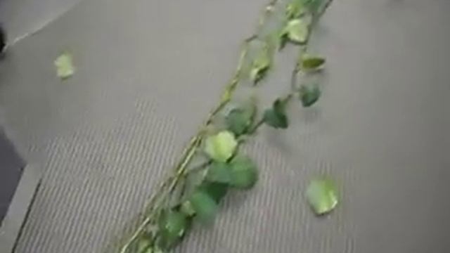 Pothos Gone Wild смотреть онлайн