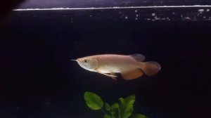 TREATMENT FOR DROPSY IN AROWANA AND OTHER TROPICAL FISH OR GOLD FISH