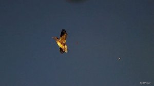 Охота на утку 2021 осень выстрелы удачные и не очень!С подствольной камерой Shotkam!