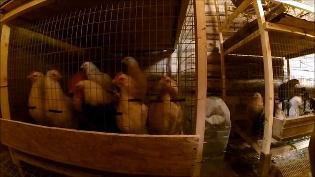 Куры Загорские Лососевые // Первое яйцо // Жизнь в деревне смотреть онлайн