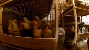 Куры Загорские Лососевые // Первое яйцо // Жизнь в деревне