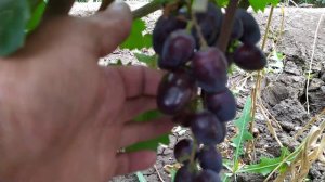Виноград.Прививки винограда,новых форм Далила и Альбинос которые находятся на испытании