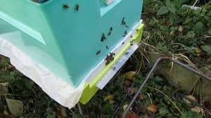 подготовка пчел к зиме  в улье Нижегородец , пересаживаю пчел из деревянного улья